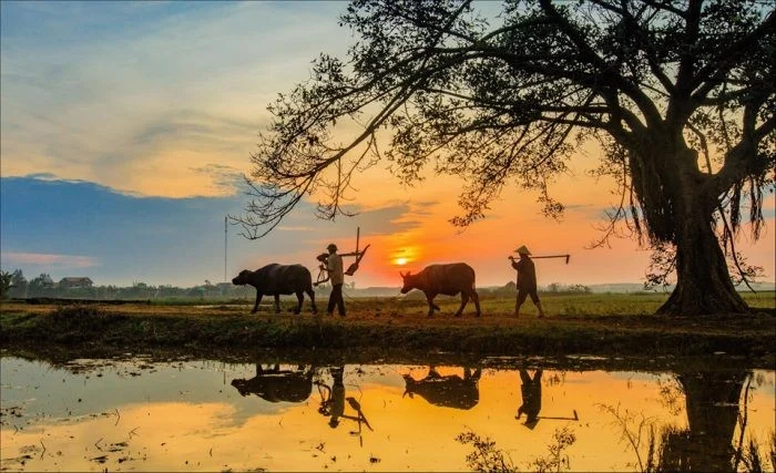  Ảnh: Cuộc sống vất vả nơi đồng quê (Nguồn: Internet)