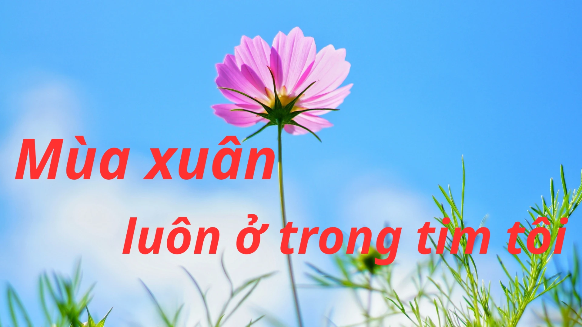 Ca khúc: Mùa xuân luôn ở trong tim tôi